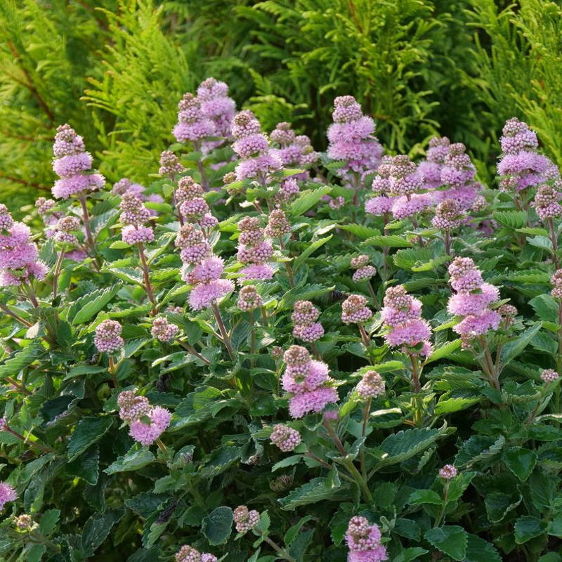 Pink bluebeard plant with vibrant green foliage