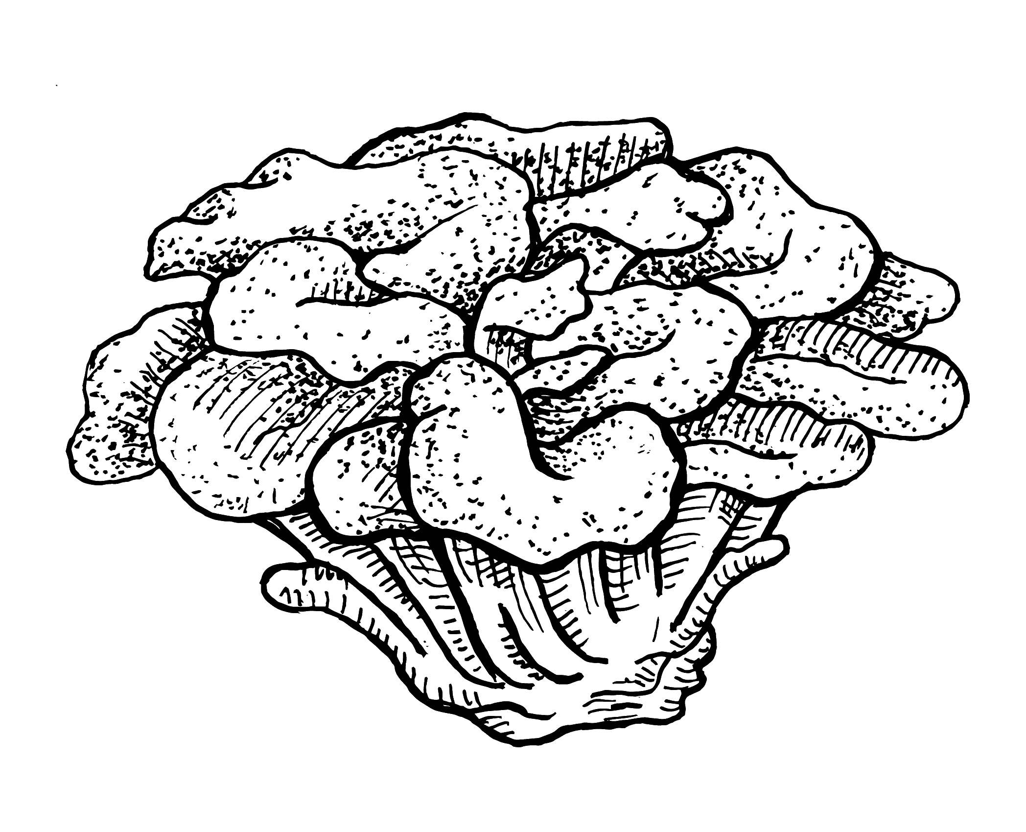 Maitake illustration