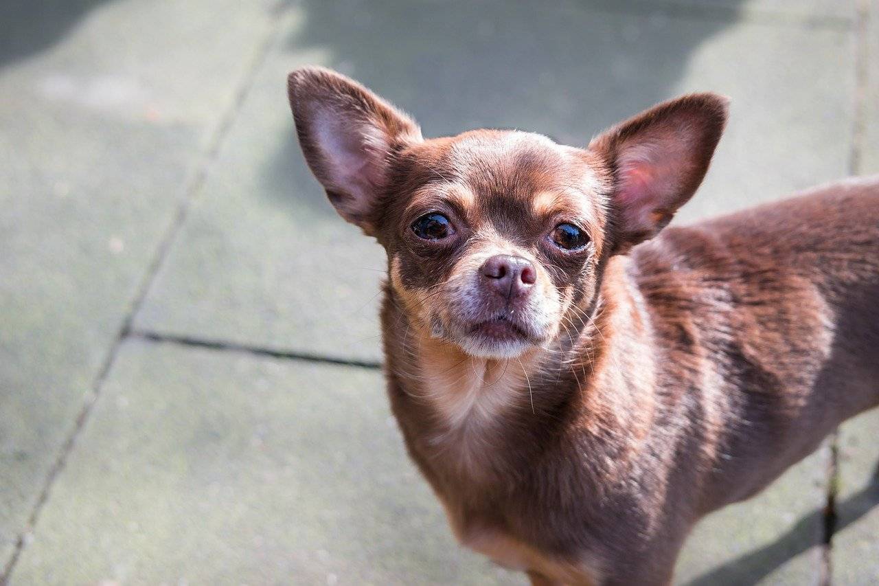 chihuahua eye care