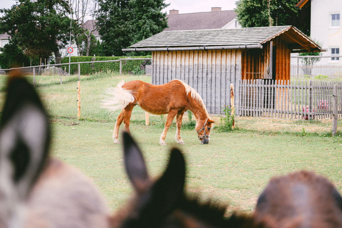 Pferd steht auf grüner Wiese, im Hintergrund sieht man ein kleines Gartenhäuschen.