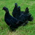 ayam-cemani-juveniles-pullets-cockerals