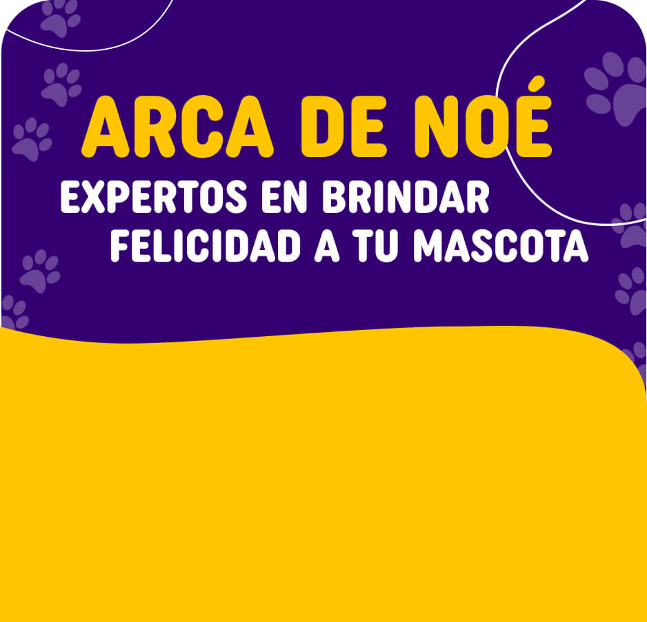 ARCA DE NOÉ
