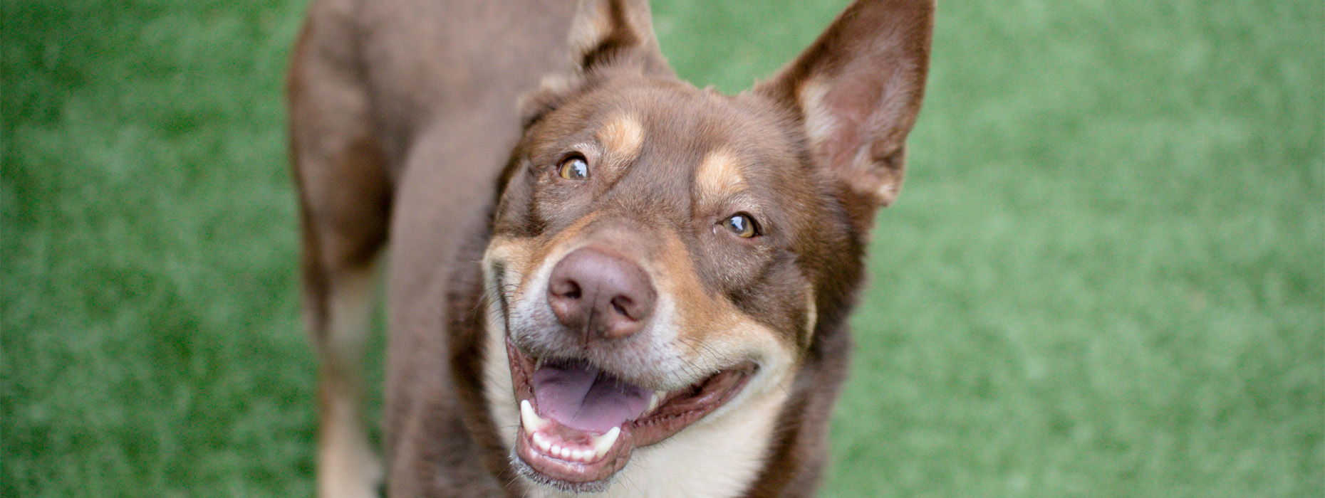 Seattle Humane