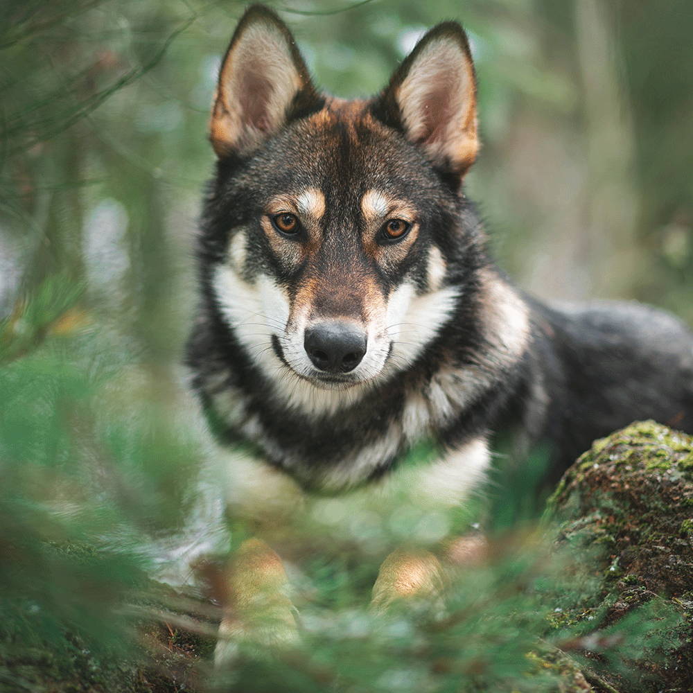 Wolf als Vorbild für Hundefutter?