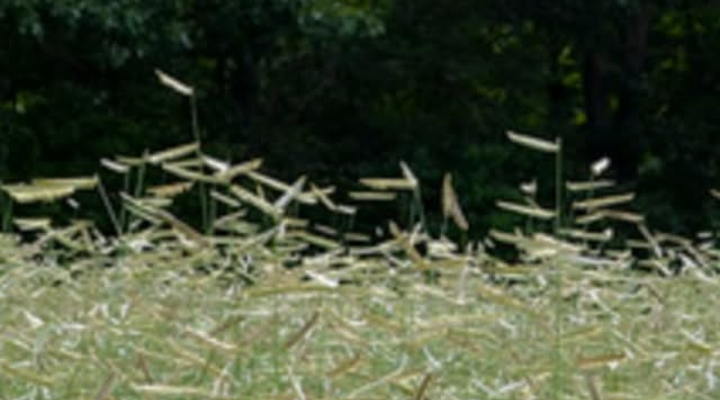 Main Content Image