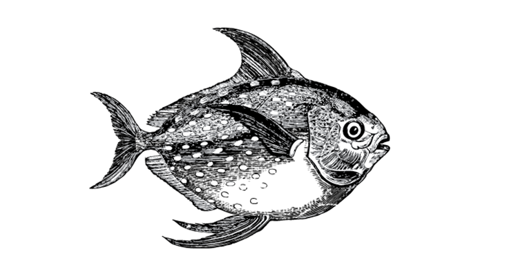 An image of a fish