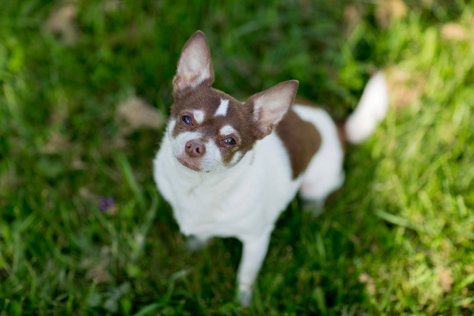 how old are chihuahuas when they stop growing