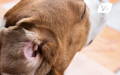 Closeup of a dog's head and his ear with the flap pushed back