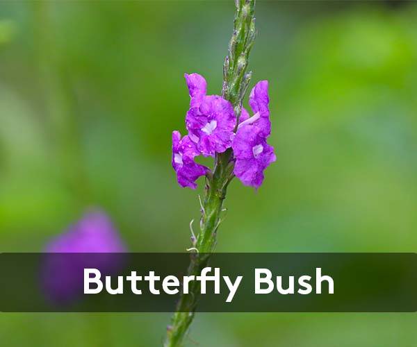 Butterfly Bush Crop