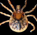 lone star tick nymph picture
