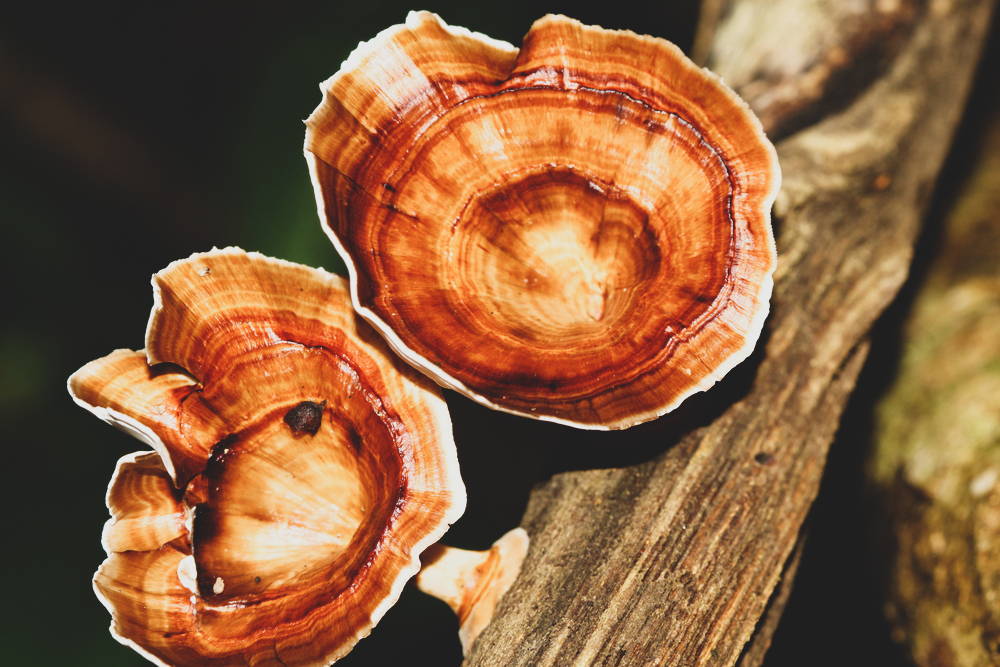 Reishi mushroom growing on log