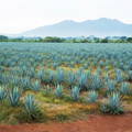 blue agave field in Jalisco, Mexico