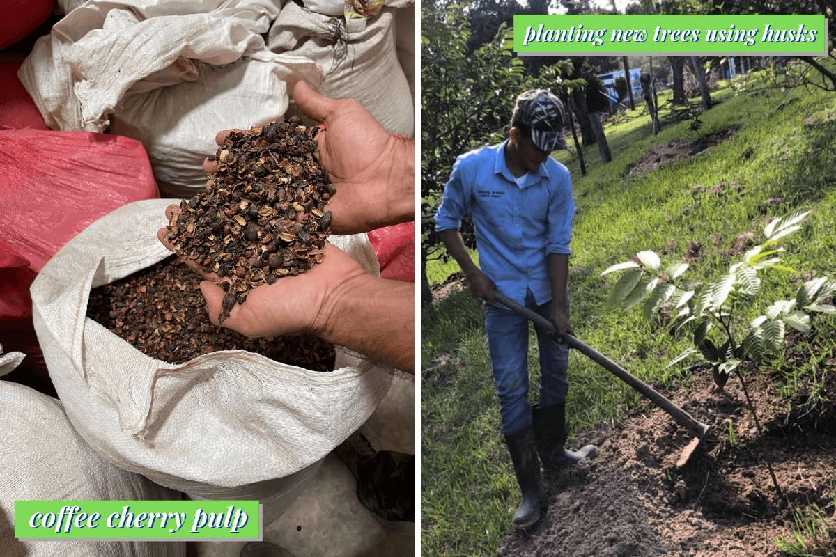 Coffee cherry pulp and man planting new tree