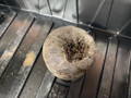 Jiffy pellet with a cannabis seed inside
