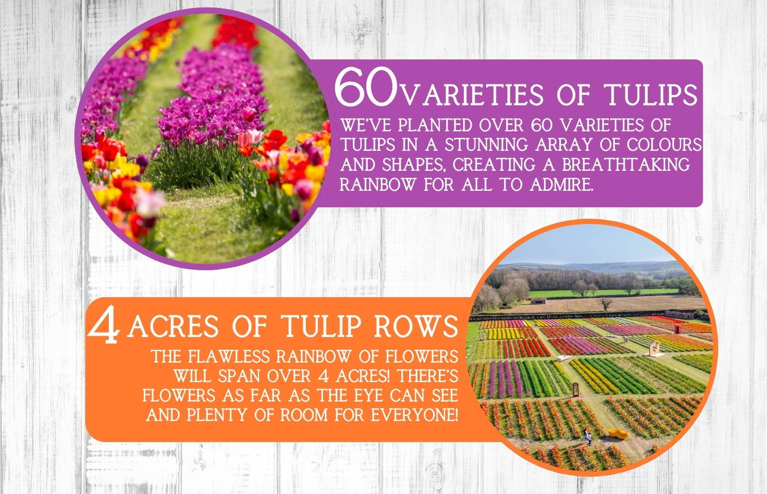 Experience Tulip Fest 2026 - the South West’s original and largest tulip festival. Explore over 500,000 blooms, 60 vibrant varieties, stunning photo spots, family-friendly entertainment, and a touch of Holland in the heart of Devon. Don’t miss this spectacular spring event!