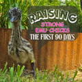 raising-strong-emu-chicks-guide-to-first-90-days