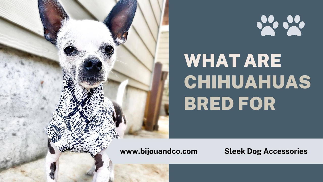 what are chihuahuas bred for