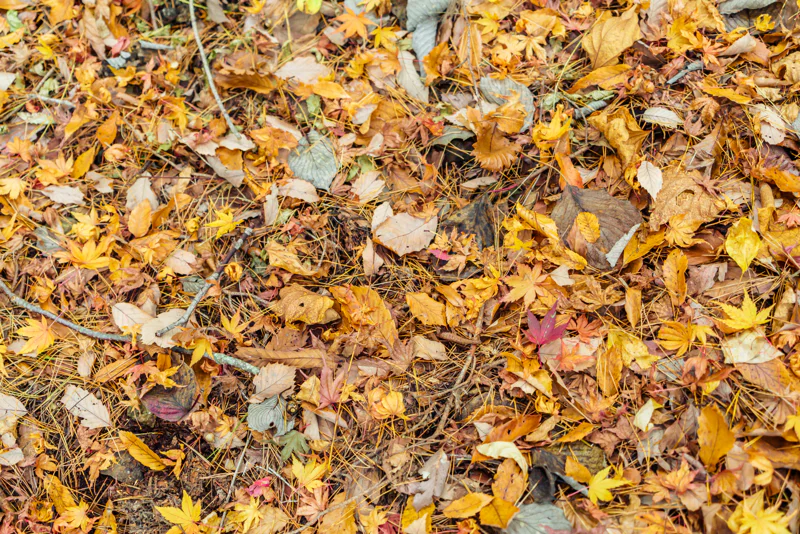 colorful leaves covering the ground
