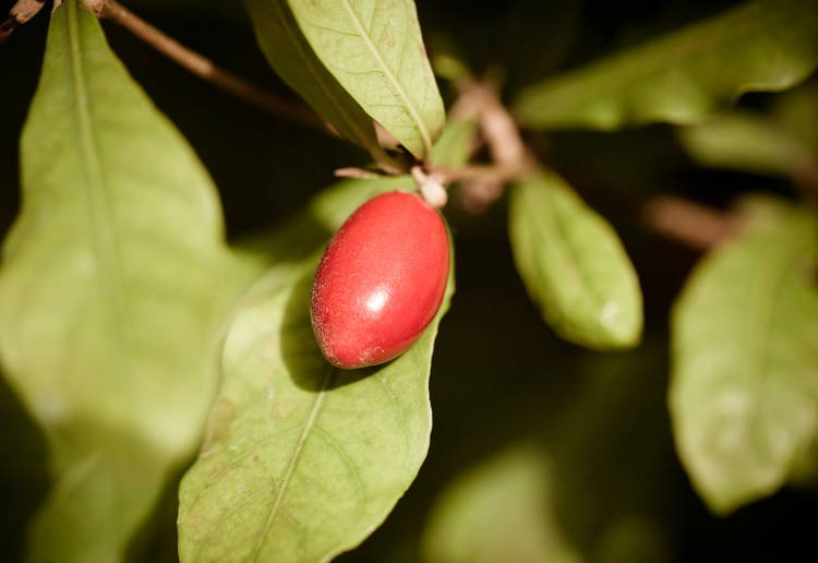 ミラクルフルーツとは