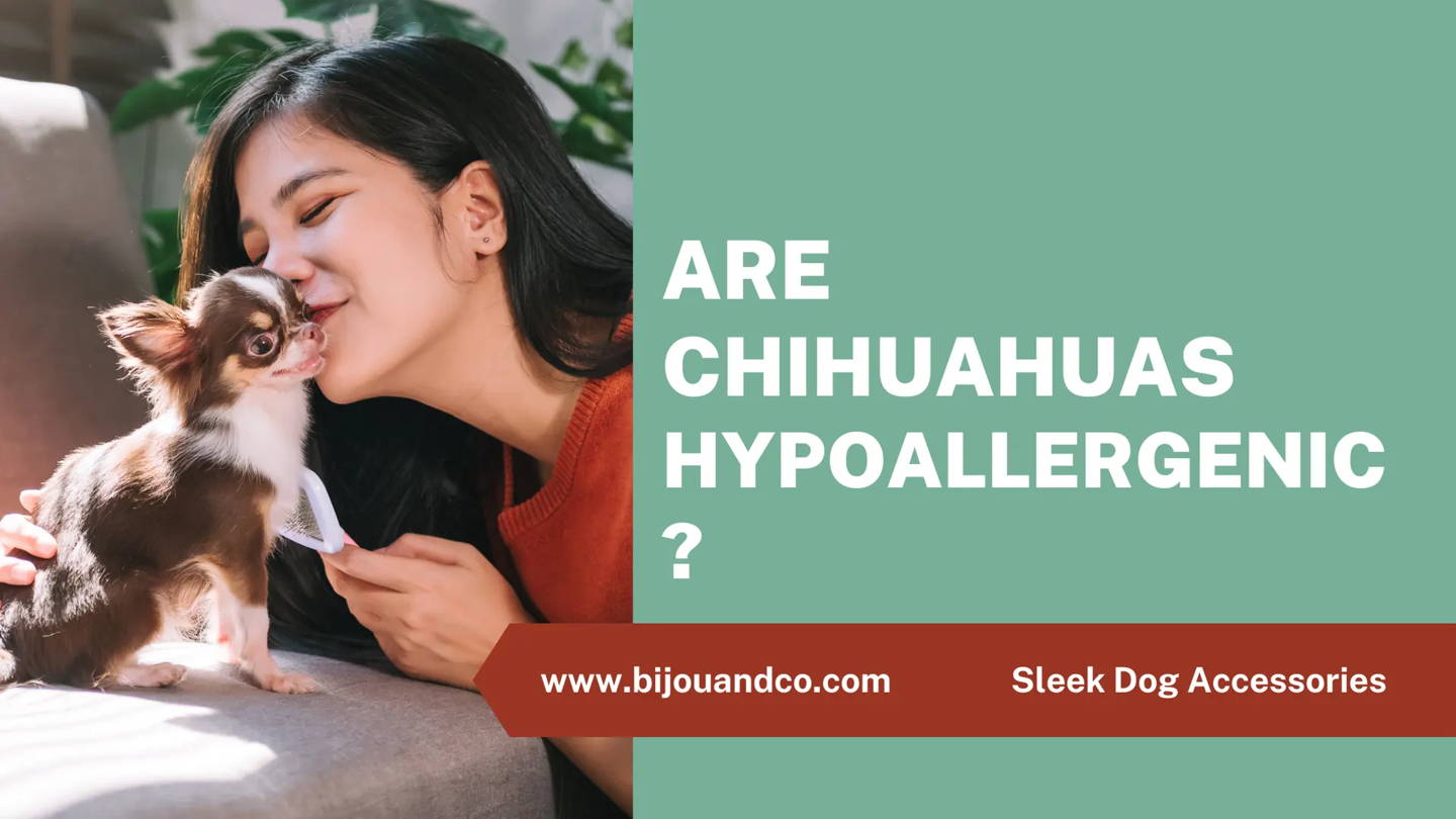 are chihuahuas hypoallergenic