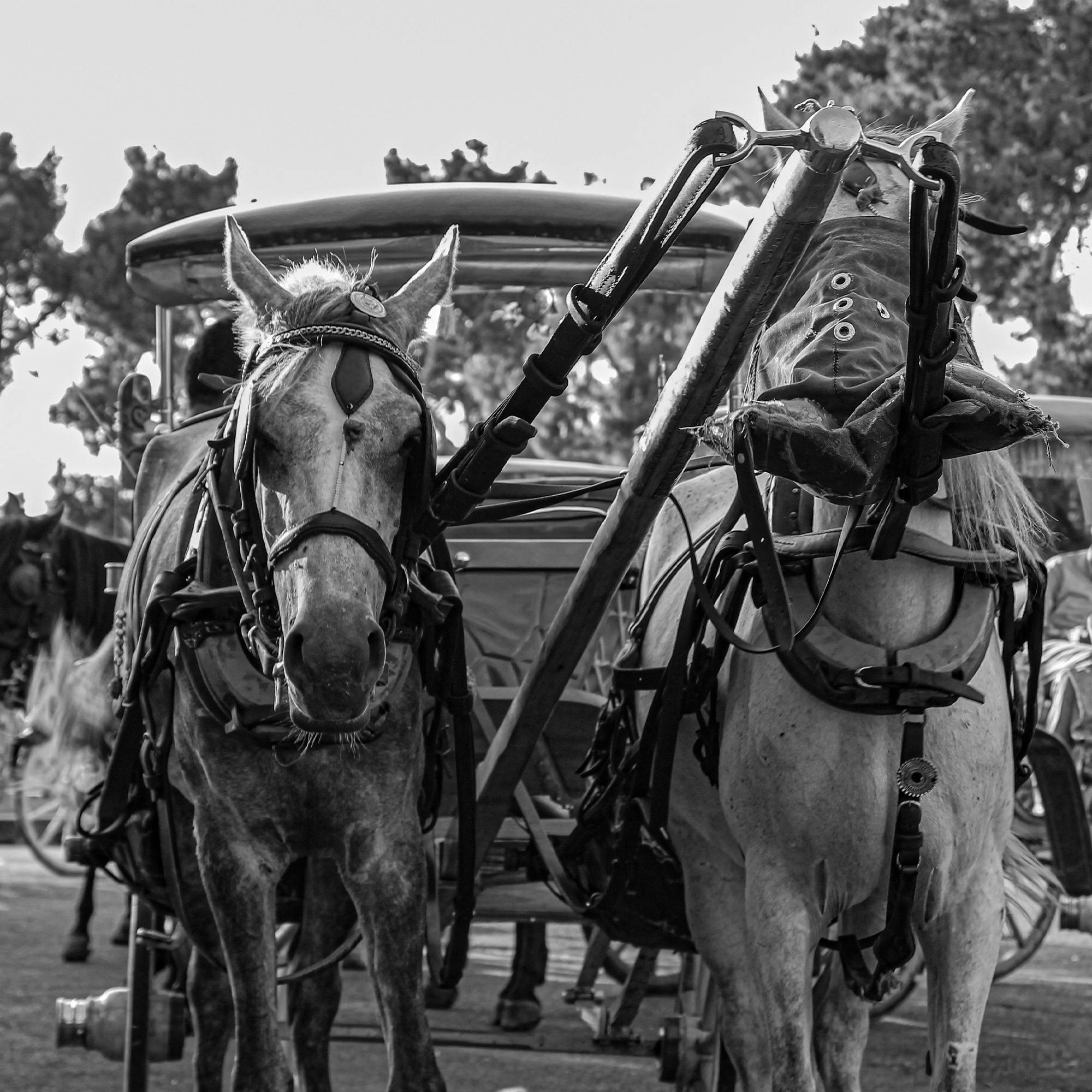 Black and white image of 2 horses pulling a stagecoach 