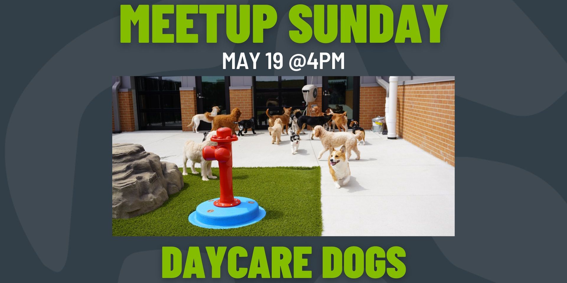 Meetup Sunday: Daycare Dogs promotional image