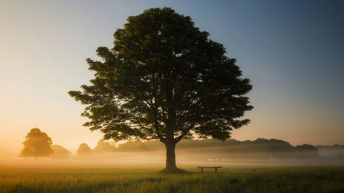 Tree of Life Ihr Erinnerungsbaum
