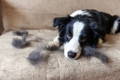 Dog shedding on couch
