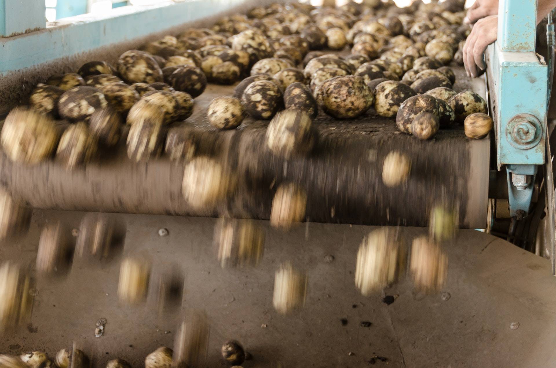 Phot of potatoes falling of a conveyor belt