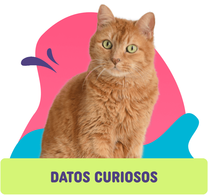 datos curiosos