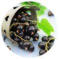 Black currant included in the best multivitamins for men whole food blend