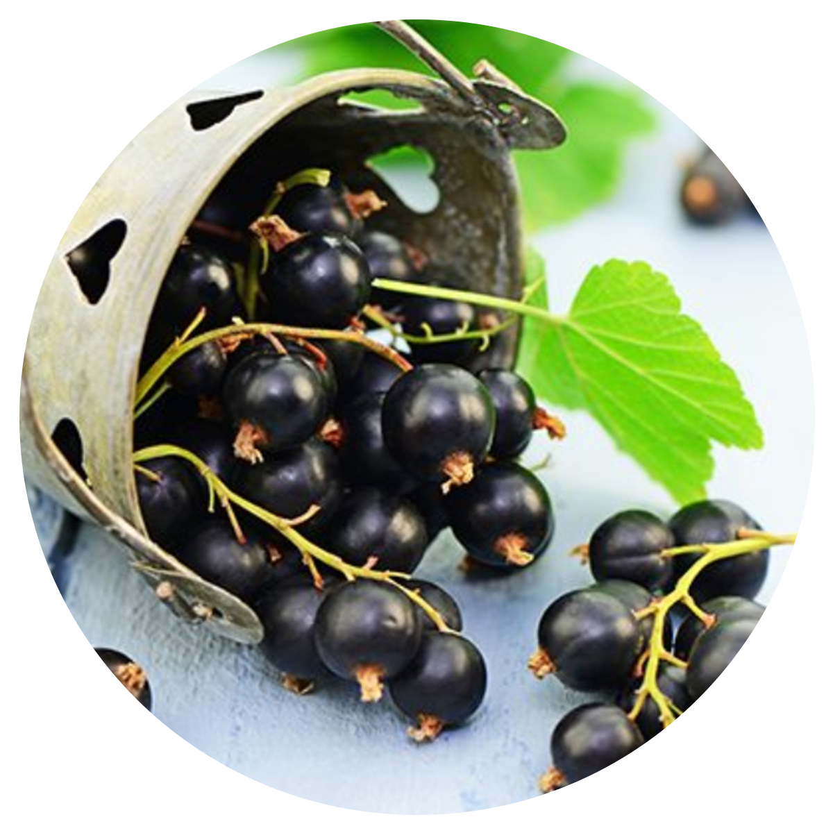 Black currant included in the best multivitamins for men whole food blend