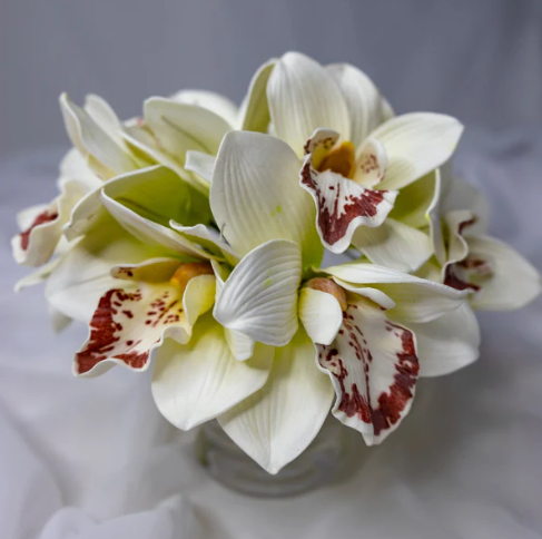 White/Burgundy Cymbidium Flowerhead ( 6 Pack ) - Realistic Artificial Flowers - Image 3