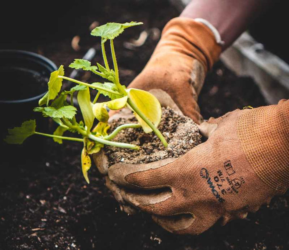 Planting