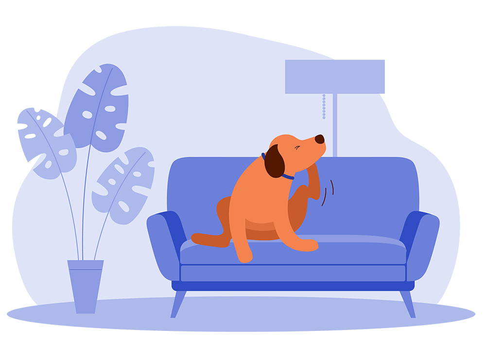 Dog with skin irritation from a yeast infection