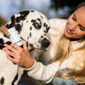 dalmatian dog with owner holding CURAFYT FLEXI MIX DOG in her hand