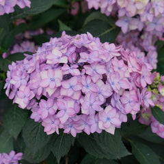 Purple hydrangea blossoms