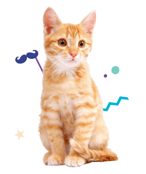imagen gato 2