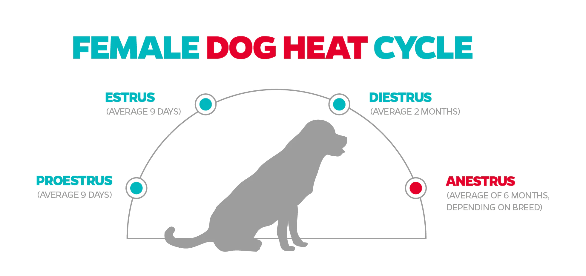 chihuahua heat cycle