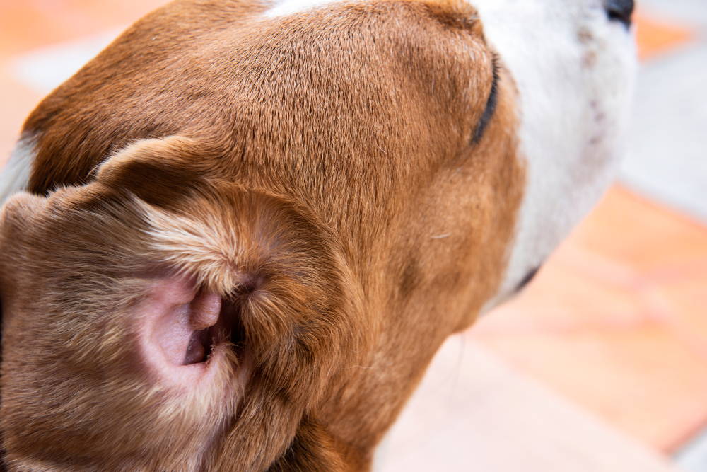Closeup of a dog's inner ear and ear flap