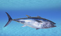 Bluefin Tuna