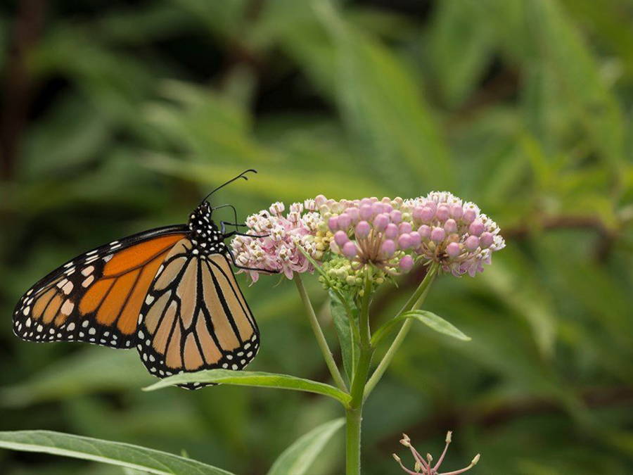 Monarch butterfly feeding on a milkweed plant