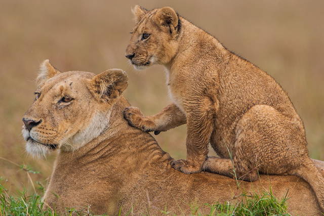 10 Days Kenya Private Luxury Wildlife Safari