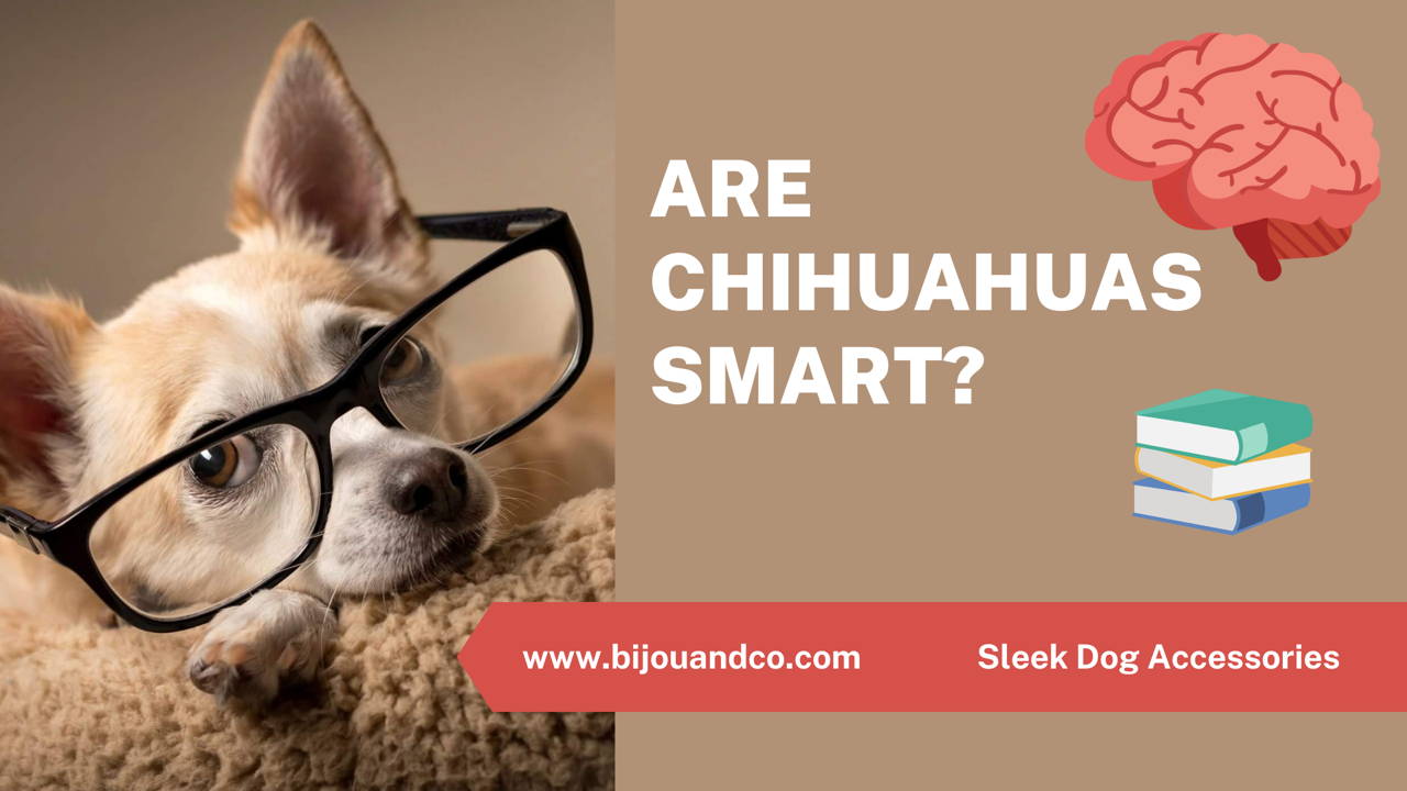 are chihuahuas smart?