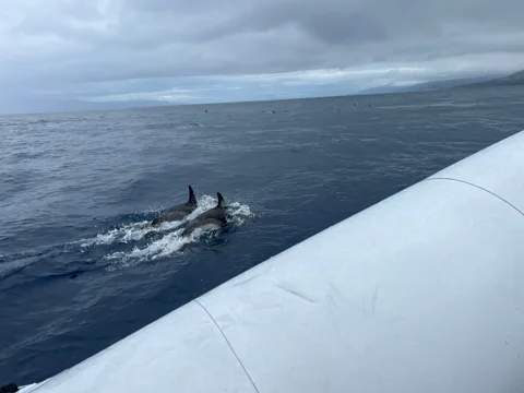  Arrábida Dolphin nad Whale Watching Cruise with Biologist 