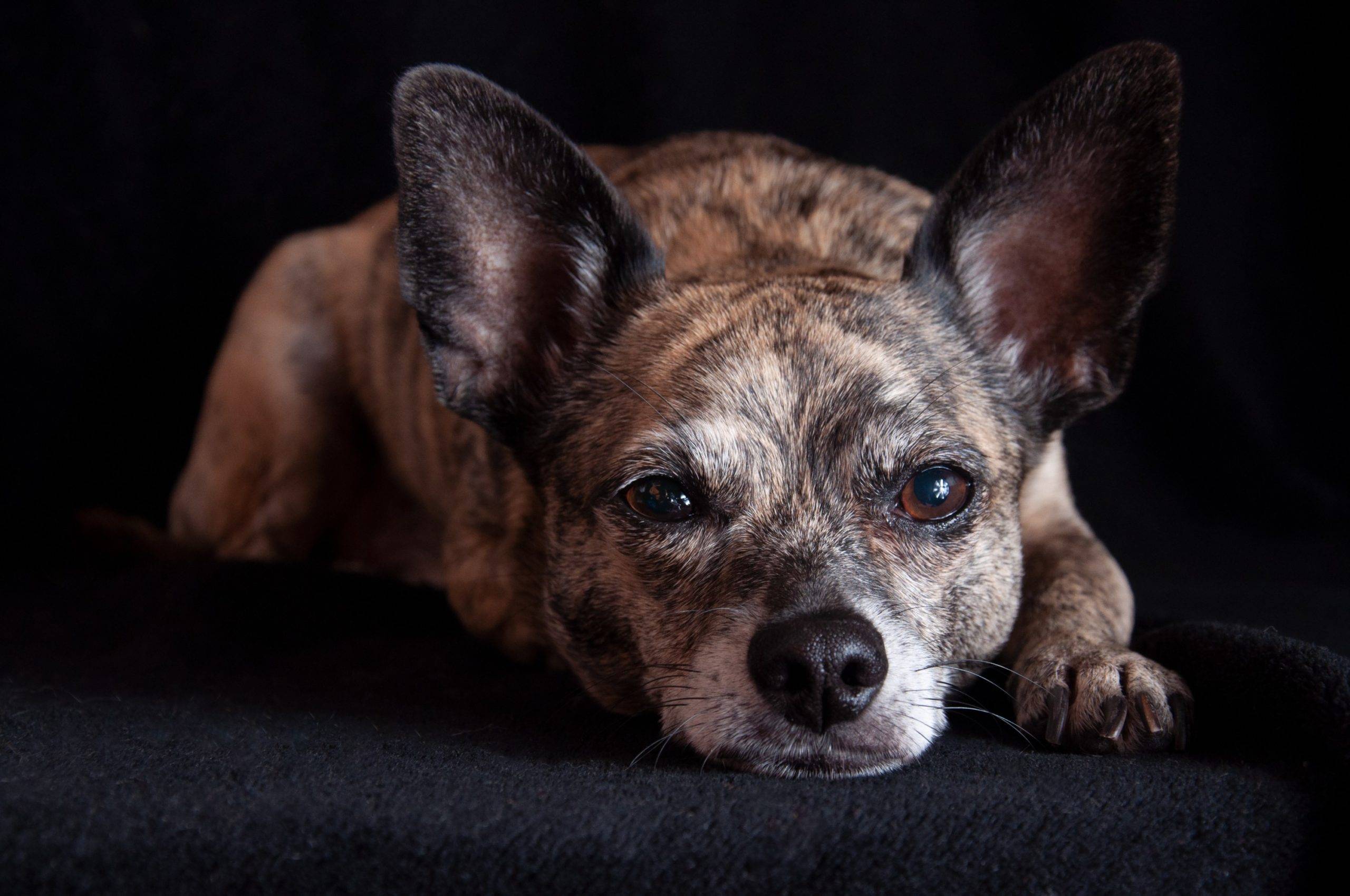 greyhuahua lifespan