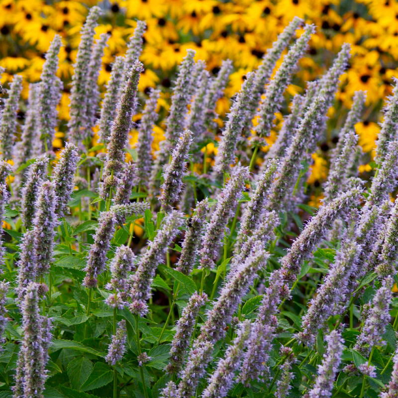 Fuzzy purple agastache flowers with rudbeckia in the background