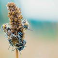 how-to-care-for-honeybees-during-a-dearth