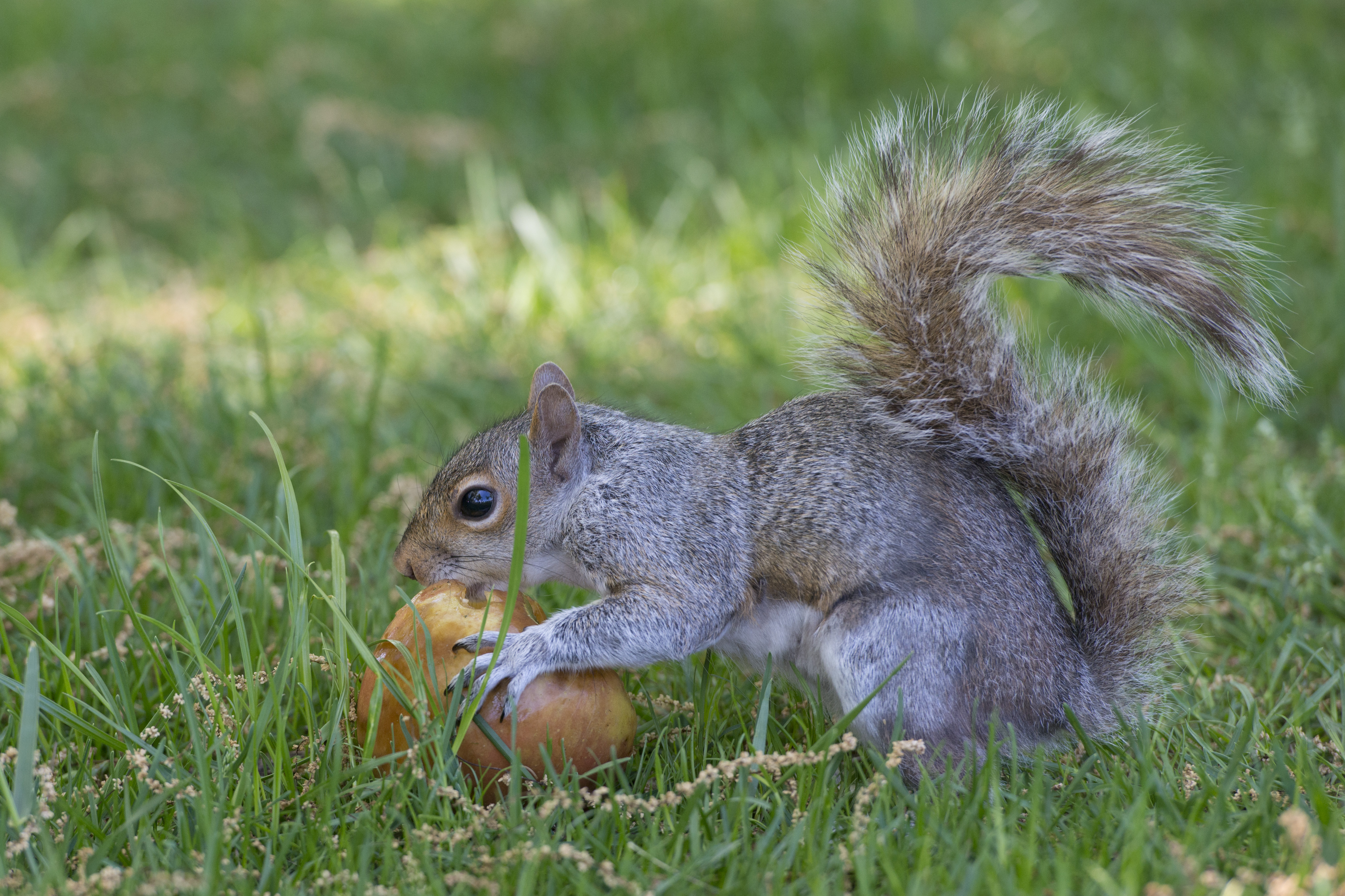  A grey squirrel eating an apple in grass