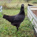 gypsy-shoals-farm-ayam-cemani-hen-alabama-us-breeder